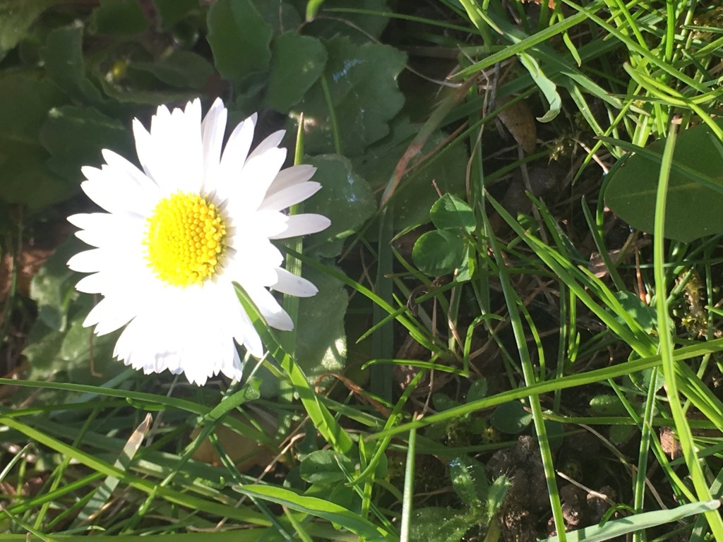 25 Quotes from Looking for Alaska by John&nbsp;Green